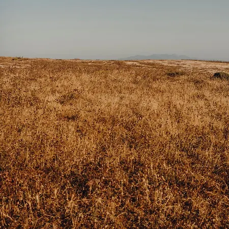 The Wild By Interni Kalafatis