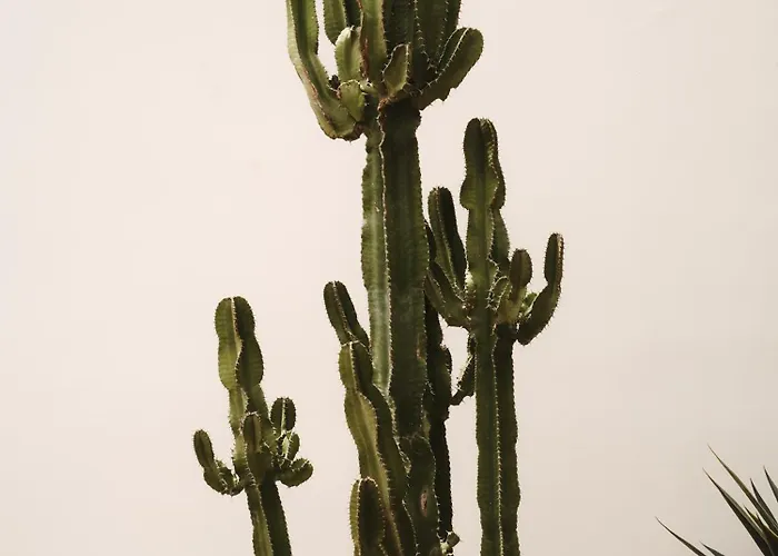 ذا وايلد باي إنتيرني