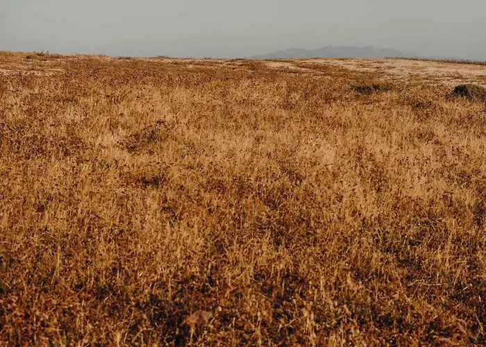 The Wild By Interni Kalafatis