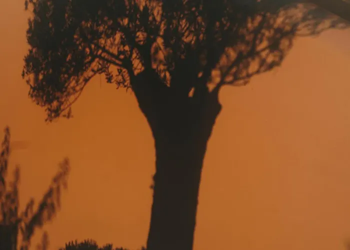 ذا وايلد باي إنتيرني